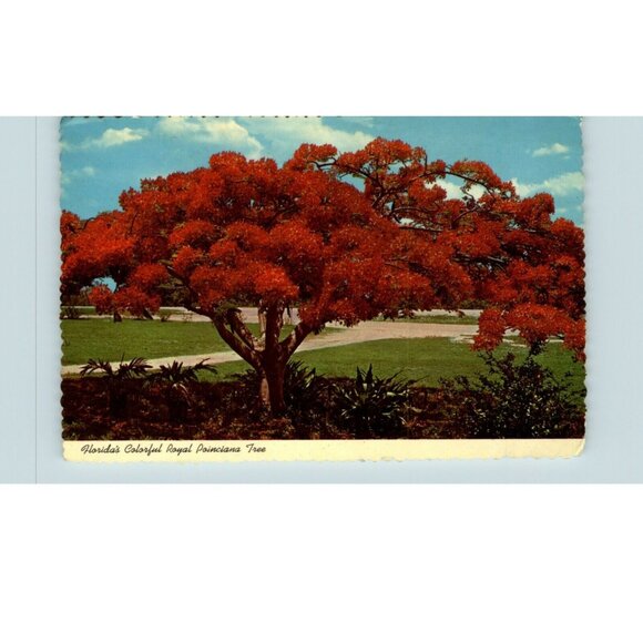 Postcard 1970s Royal Poinciana Tree Flame Blooming Fort Lauderdale Florida's - Picture 1 of 2